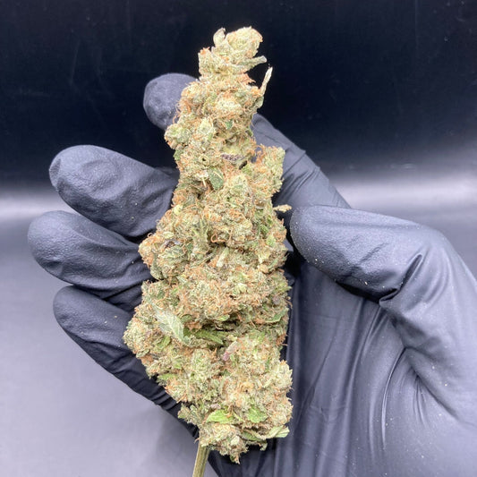 Relish Pomme CBD